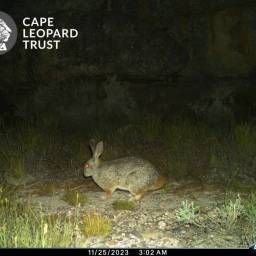 Red-rock rabbit